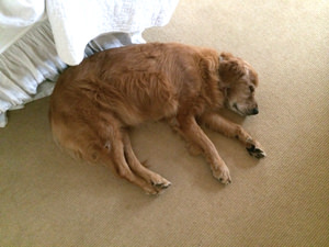 DaisySleeps