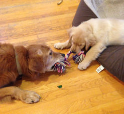 DogTugofWar