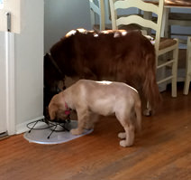 MealtimeTogether